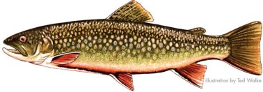 Brook Trout