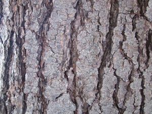 Hemlock Bark
